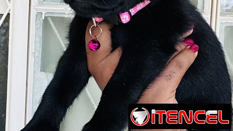 😍HERMOSA CACHORRA LABRADOR RETRIEVER 😍