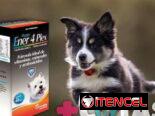 Ener 4 Plex Cachorro y Adulto