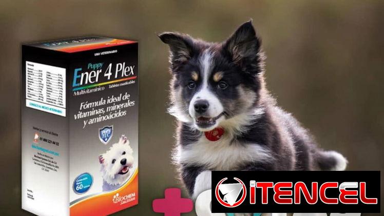 Ener 4 Plex Cachorro y Adulto