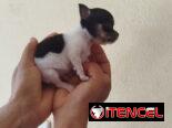 Si buscas una Exelente compañía pitbull, Chihuahua, shitzu, bulldog francés,53818081: