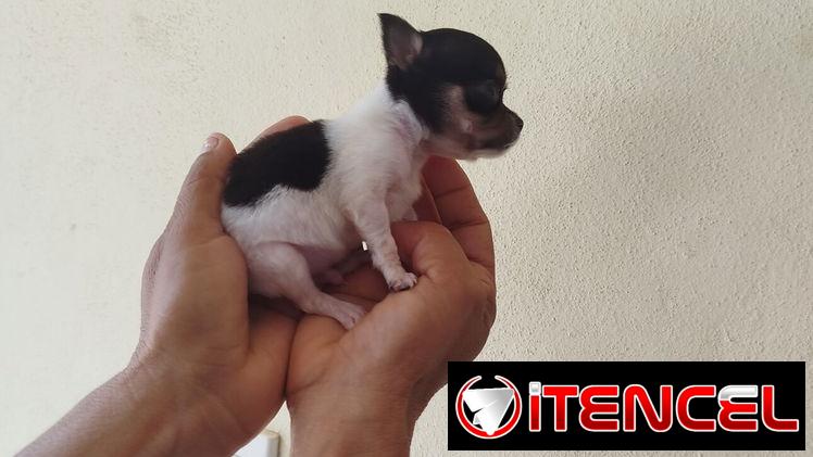 Si buscas una Exelente compañía pitbull, Chihuahua, shitzu, bulldog francés,53818081: