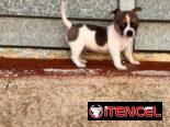 🐾Hermosos Chihuahuitas Machitos💙🤏🏻🎁🐶