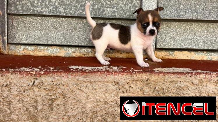 🐾Hermosos Chihuahuitas Machitos💙🤏🏻🎁🐶