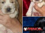 ((( COCKER SPANIEL AMBOS SEXOS EN VENTA BETTY MASCOTAS WHATSAPP 52506841 )))