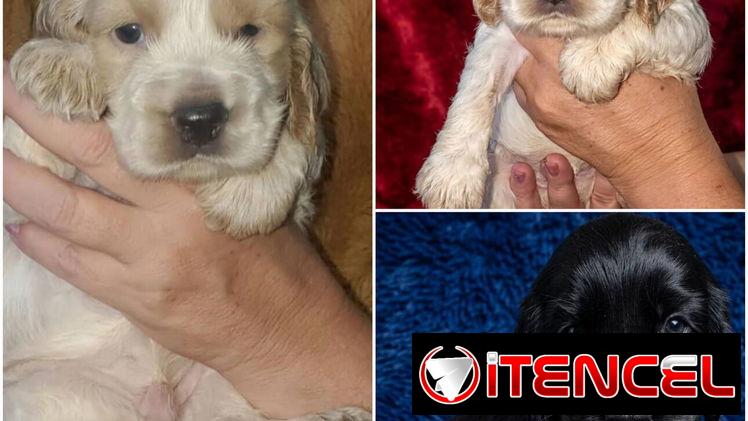((( COCKER SPANIEL AMBOS SEXOS EN VENTA BETTY MASCOTAS WHATSAPP 52506841 )))