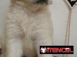 GOLDEN RETRIEVER,machos,en 250 USD o equivalente,TENGO MENSAJERÍA,tienen 45 días y están desparacitados