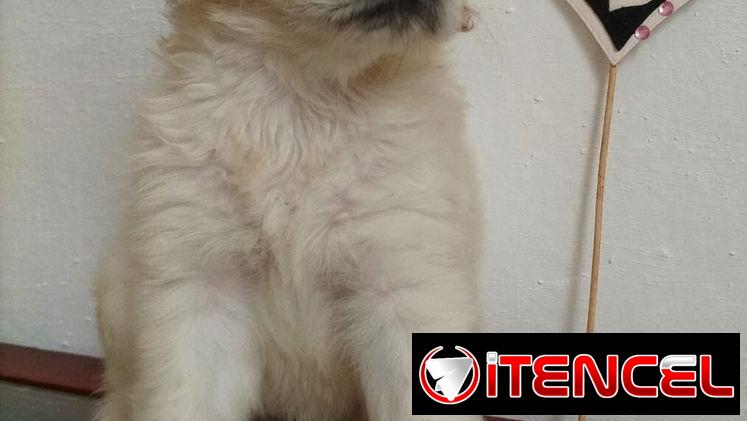 GOLDEN RETRIEVER,machos,en 250 USD o equivalente,TENGO MENSAJERÍA,tienen 45 días y están desparacitados