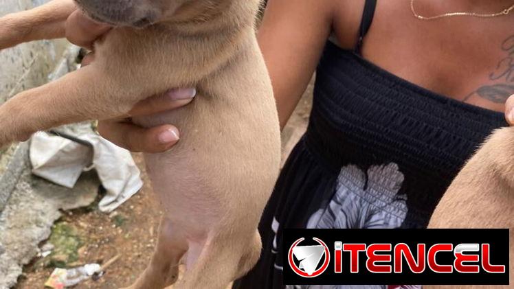 Venta de perros pitbull