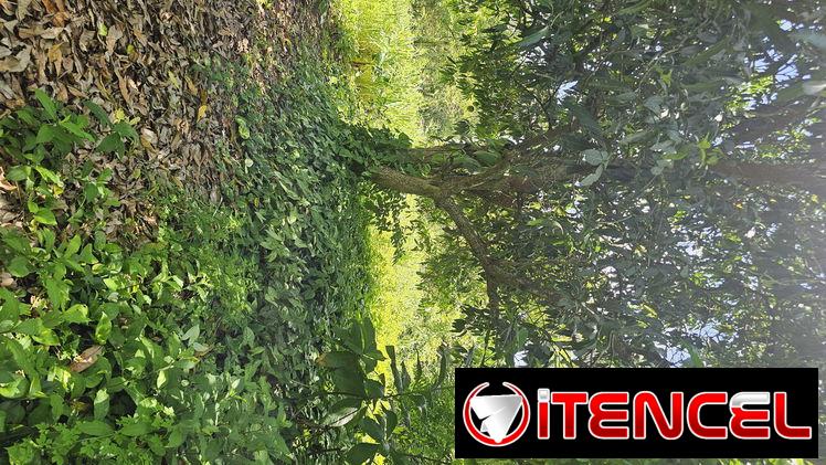En venta finca en jovellanos con casa de mampostería