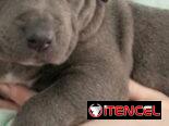 Si buscas una Exelente compañía pitbull, Chihuahua, shitzu, bulldog francés, Salchicha llame al 53818081