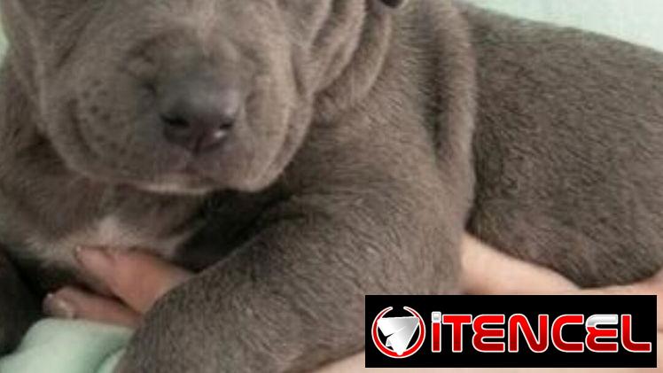 Si buscas una Exelente compañía pitbull, Chihuahua, shitzu, bulldog francés, Salchicha llame al 53818081