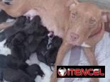 Pitbull y rotwailer