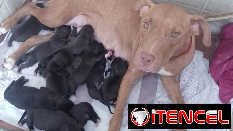 Pitbull y rotwailer