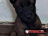 ((( PASTOR BELGA MALINOIS AMBOS SEXOS BETTY MASCOTAS WHATSAPP 52506841 )))