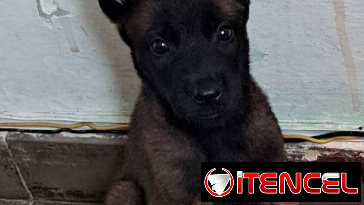 ((( PASTOR BELGA MALINOIS AMBOS SEXOS BETTY MASCOTAS WHATSAPP 52506841 )))