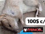 Veneno para ratón