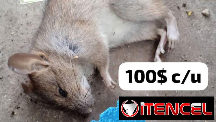 Veneno para ratón