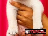 🐾💕 ¡HERMOSAS  CACHORRITAS DE  LABRADOR RETRIEVER BETTY MASCOTAS WHAT’SAPP 52506841! 💕🐾