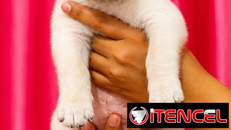 🐾💕 ¡HERMOSAS  CACHORRITAS DE  LABRADOR RETRIEVER BETTY MASCOTAS WHAT’SAPP 52506841! 💕🐾