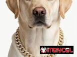 Collar de diamante para Mascotas