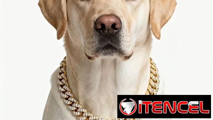 Collar de diamante para Mascotas