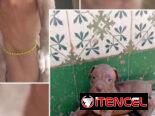 PITBULL,hembras,en 150 USD o equivalente(ACEPTO TRANSFERENCIA)TENGO MENSAJERÍA,tienen 50 días y están desparacitadass