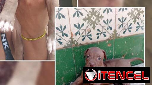 PITBULL,hembras,en 150 USD o equivalente(ACEPTO TRANSFERENCIA)TENGO MENSAJERÍA,tienen 50 días y están desparacitadass