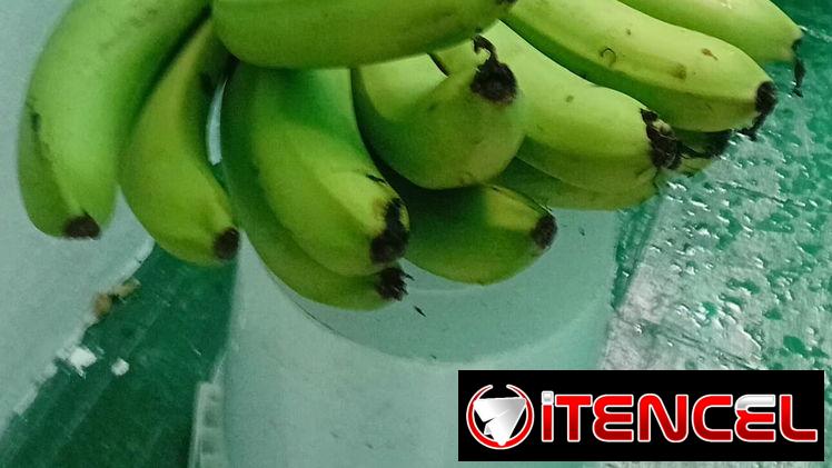 Mano de Plátanos fruta verde .