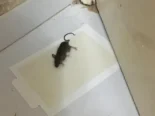 Trampas de ratón/ cinta atrapa moscas/ atrapa ratones