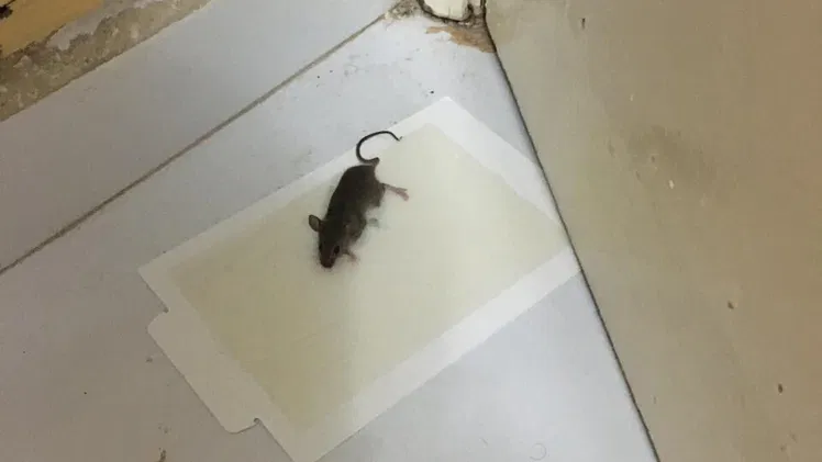 Trampas de ratón/ cinta atrapa moscas/ atrapa ratones