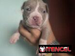 Pitbull