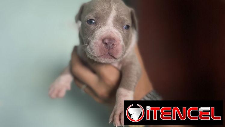 Pitbull