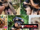 (((  YORKSHIRE TERRIER MACHOS EN VENTA BETTY MASCOTAS WHATSAPP 52506841 ))))
