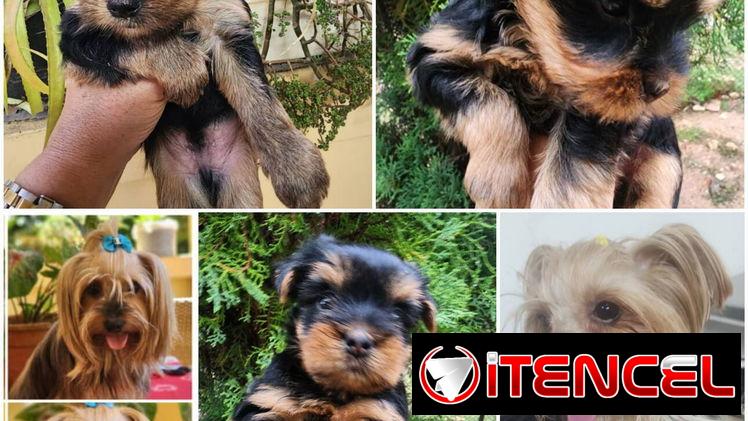 (((  YORKSHIRE TERRIER MACHOS EN VENTA BETTY MASCOTAS WHATSAPP 52506841 ))))