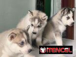 Husky siberiano