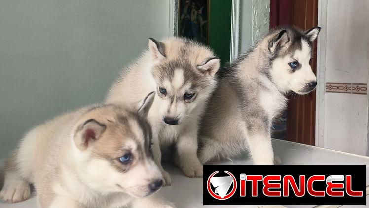 Husky siberiano