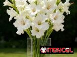 Gladiolos artificiales blancas en ramo 4 espigas