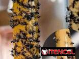 Cintas y Trampas 🪰🪳🦟Atrapa Moscas /Insectos s