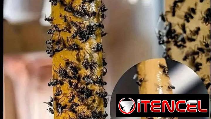 Cintas y Trampas 🪰🪳🦟Atrapa Moscas /Insectos s