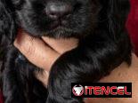 ((( COCKER SPANIEL AMBOS SEXOS WHATSAPP 58746644 )))
