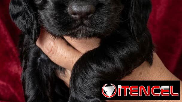 ((( COCKER SPANIEL AMBOS SEXOS WHATSAPP 58746644 )))