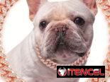 Collar de diamante para Mascotas