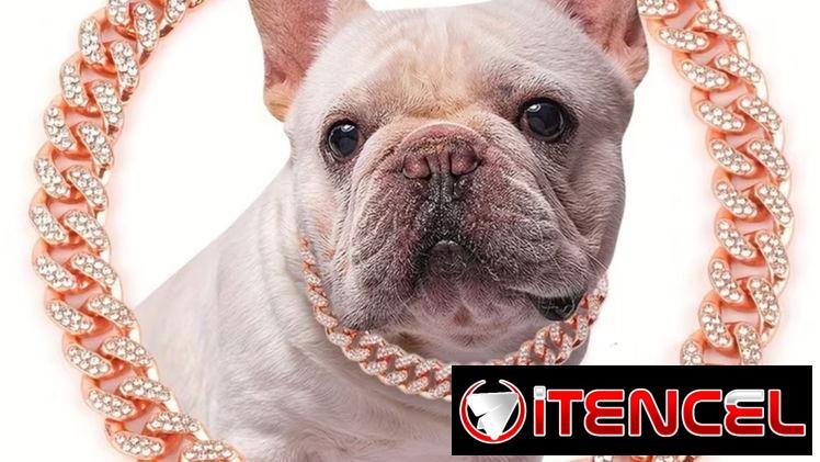Collar de diamante para Mascotas