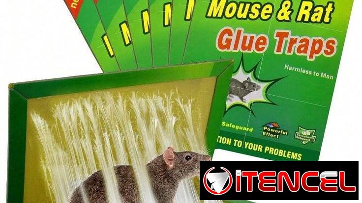 Trampas para ratones