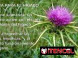 Cardo Mariano – Protector Hepático – hepatoprotector