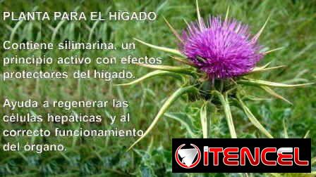 Cardo Mariano – Protector Hepático – hepatoprotector