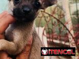 🐾Hermosos Chihuahuitas🍏de los más pequeñitos ambos sexos🌸💙🤏🏻🎁🐶excelente genética🧬