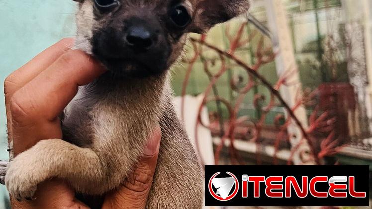 🐾Hermosos Chihuahuitas🍏de los más pequeñitos ambos sexos🌸💙🤏🏻🎁🐶excelente genética🧬