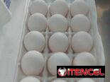Huevos Blancos cartón de 30 u