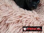 SHIHUAHUAS MINI CABEZA DE MANZANA,hembras,en 300 USD o equivalente,TENGO MENSAJERÍA,tienen 40 días y están desparacitada